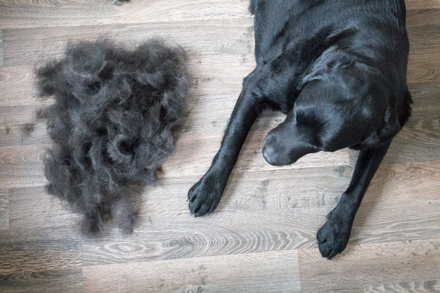 Love Your Lab, Not Her Shag: Tips to Help You Deal with Labrador Shedding